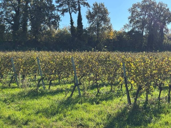 terreno agricolo in vendita a Pastrengo