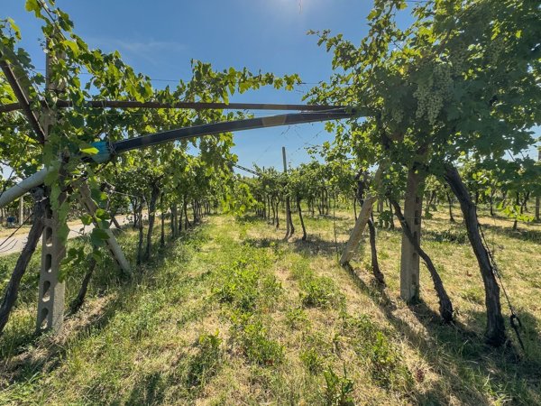 terreno agricolo in vendita a Pastrengo in zona Piovezzano