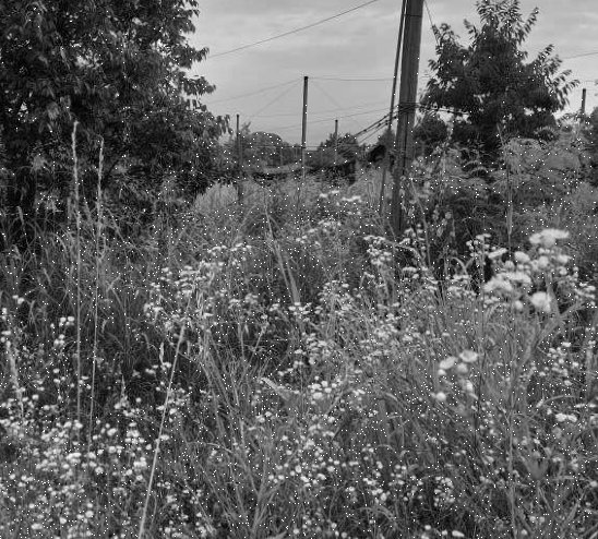 terreno agricolo in vendita a Pescantina