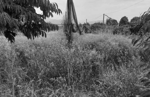 terreno agricolo in vendita a Pescantina