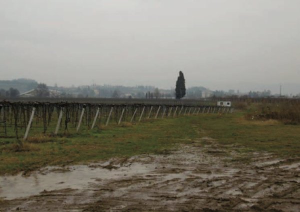 terreno agricolo in vendita a Pescantina