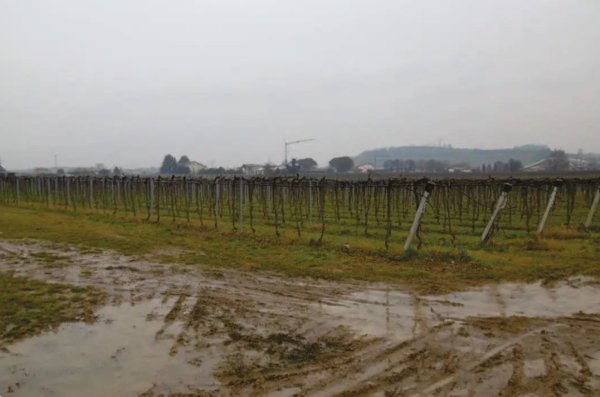 terreno agricolo in vendita a Pescantina