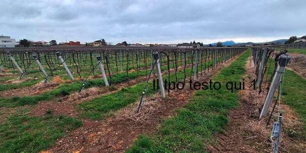 terreno in vendita a Pescantina