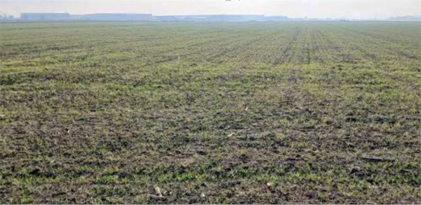 terreno agricolo in vendita a Povegliano Veronese