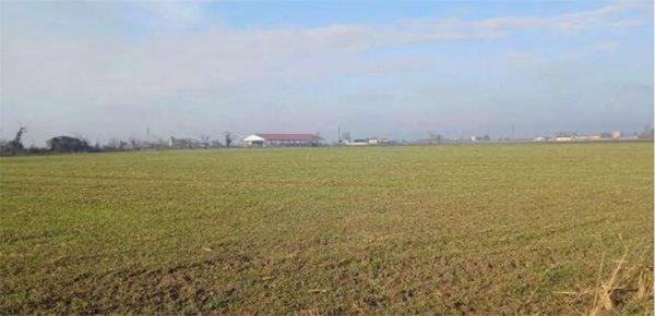 terreno agricolo in vendita a Povegliano Veronese