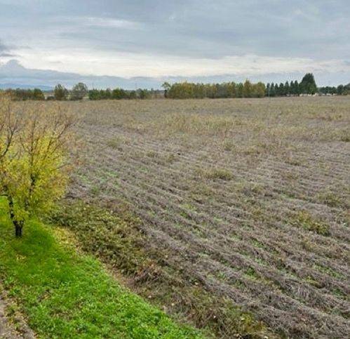 terreno agricolo in vendita a Pressana