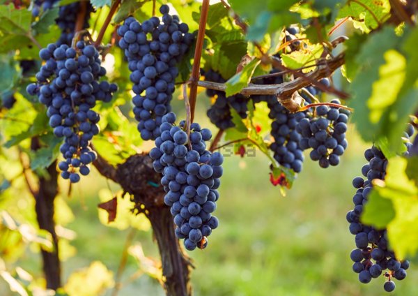 terreno agricolo in vendita a Rivoli Veronese