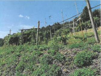 terreno edificabile in vendita a Roncà