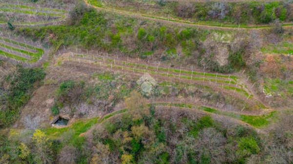 terreno agricolo in vendita a Roncà