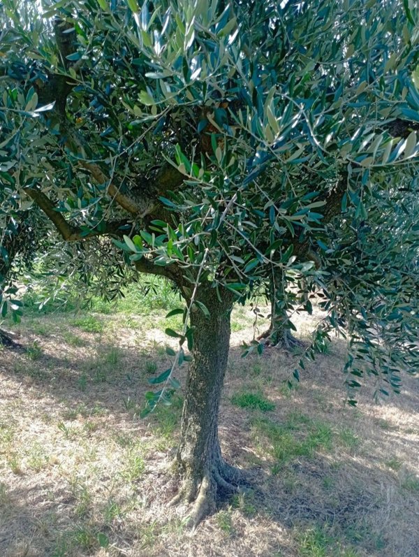 terreno agricolo in vendita a Roncà