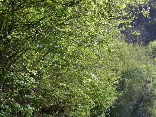 terreno agricolo in vendita a Roverè Veronese