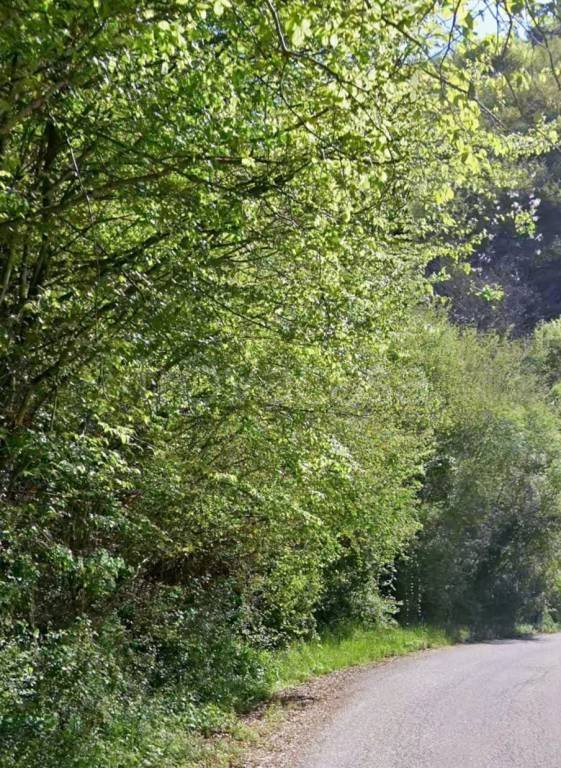 terreno agricolo in vendita a Roverè Veronese