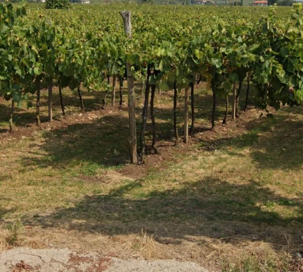 terreno agricolo in vendita a San Bonifacio