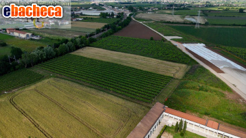 terreno agricolo in vendita a San Bonifacio