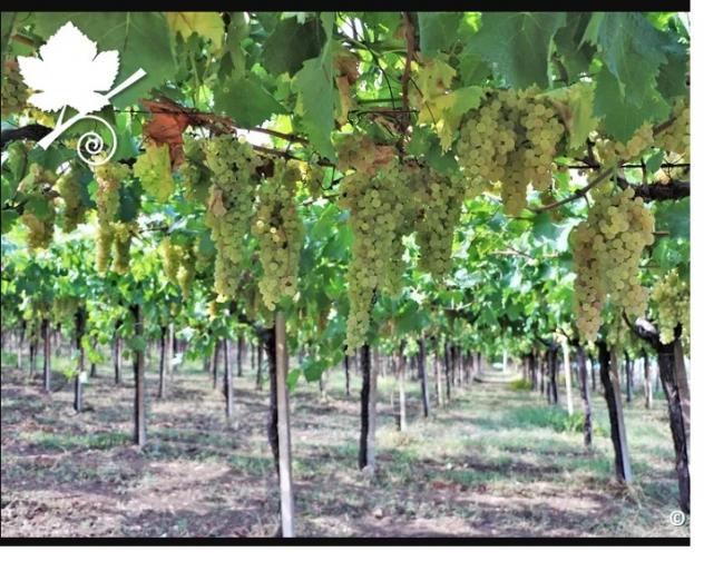 immagine annuncio 0 di 1