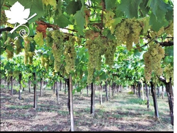 terreno agricolo in vendita a San Bonifacio