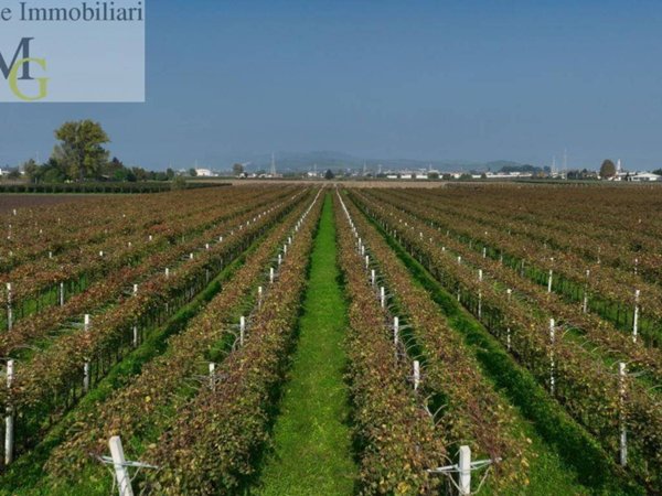 terreno agricolo in vendita a San Bonifacio