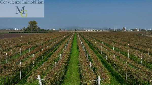 terreno agricolo in vendita a San Bonifacio