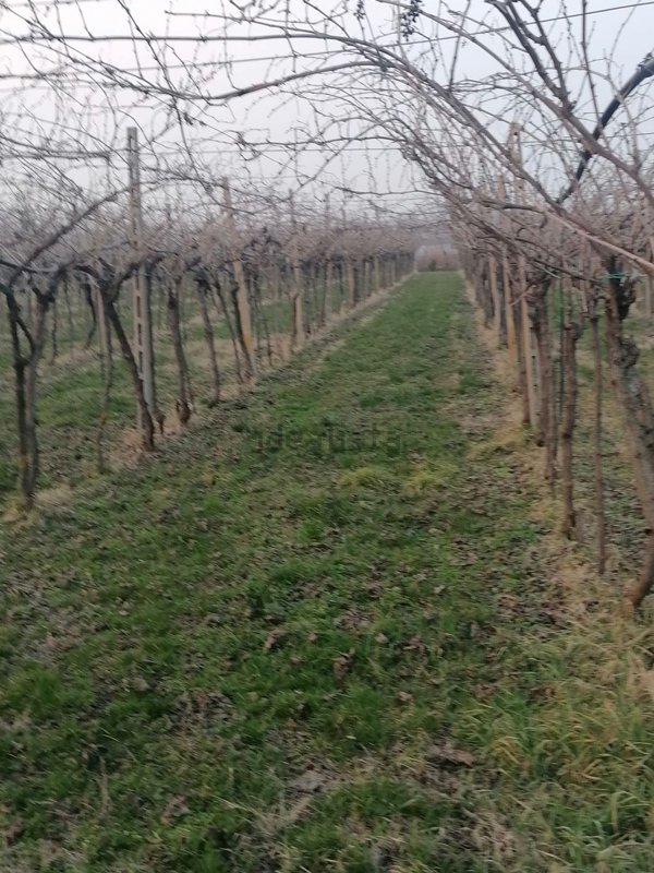 terreno in vendita a San Bonifacio