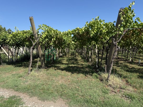 terreno agricolo in vendita a San Bonifacio