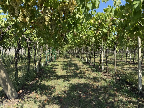 terreno agricolo in vendita a San Bonifacio