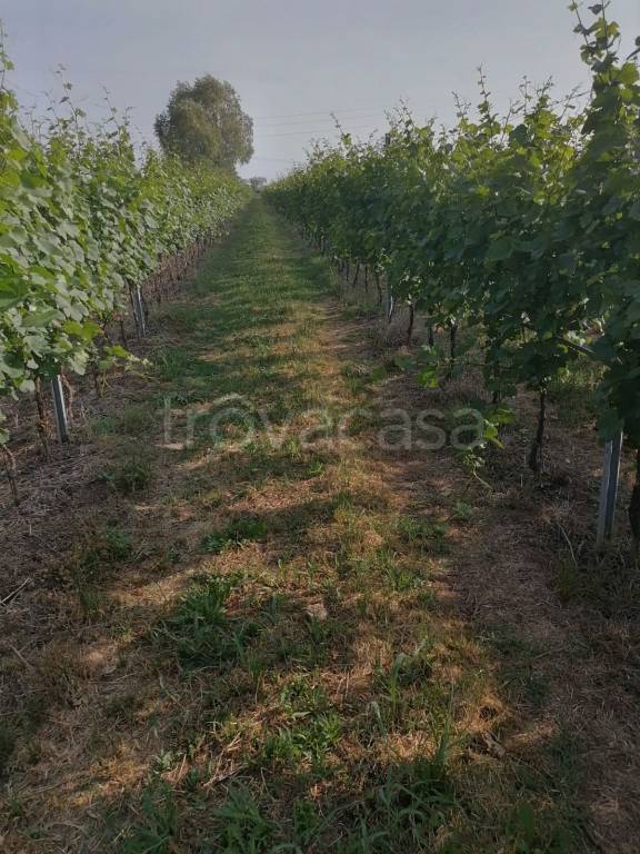 terreno agricolo in vendita a San Bonifacio