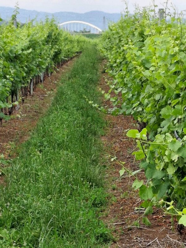 terreno in vendita a San Bonifacio