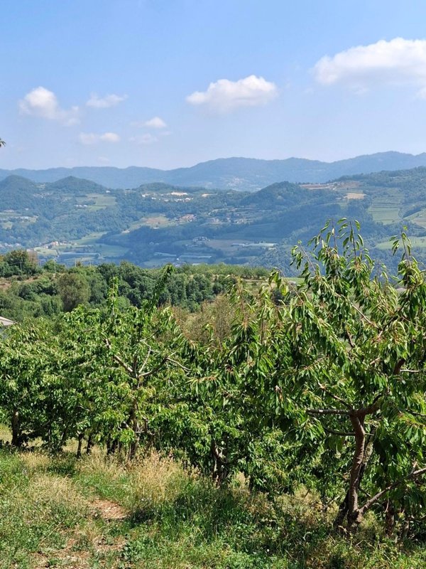 terreno in vendita a San Giovanni Ilarione in zona Cattignano