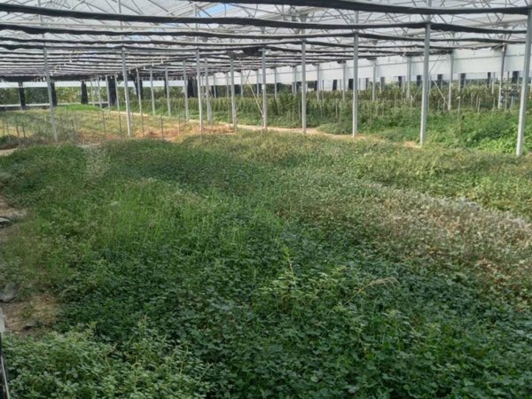 terreno agricolo in vendita a San Giovanni Lupatoto