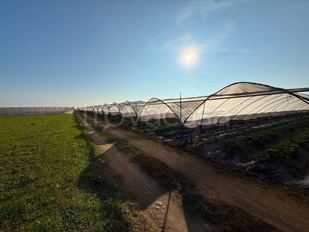 terreno agricolo in vendita a San Giovanni Lupatoto in zona Pozzo