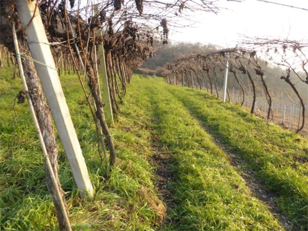 terreno agricolo in vendita a San Martino Buon Albergo