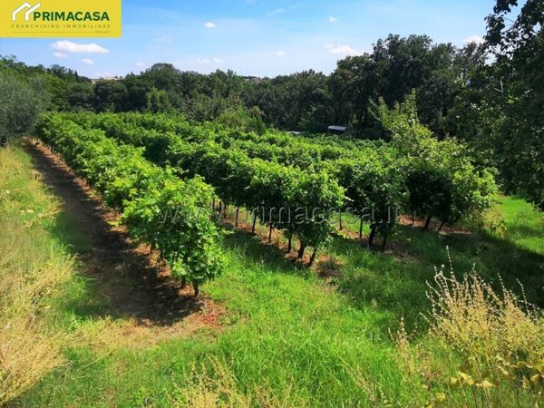 terreno agricolo in vendita a San Martino Buon Albergo