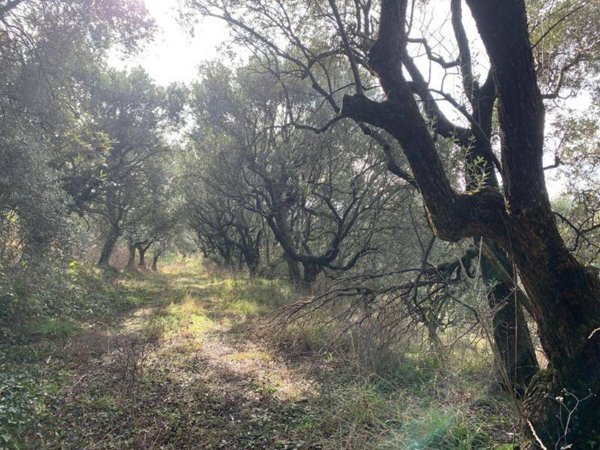 terreno agricolo in vendita a San Martino Buon Albergo