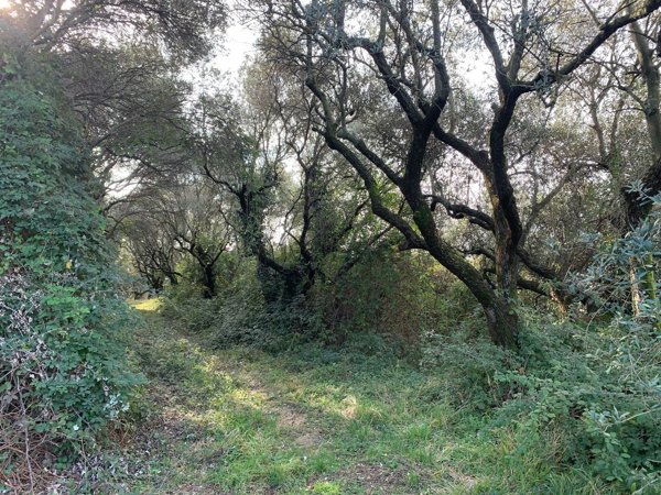 terreno in vendita a San Martino Buon Albergo