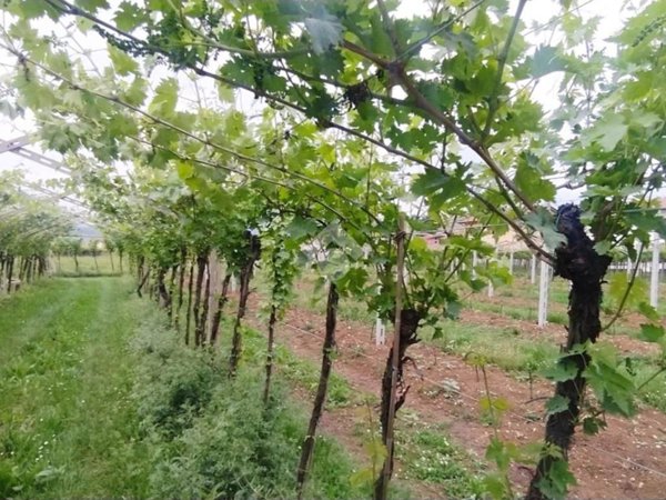 terreno agricolo in vendita a San Pietro in Cariano in zona Pedemonte