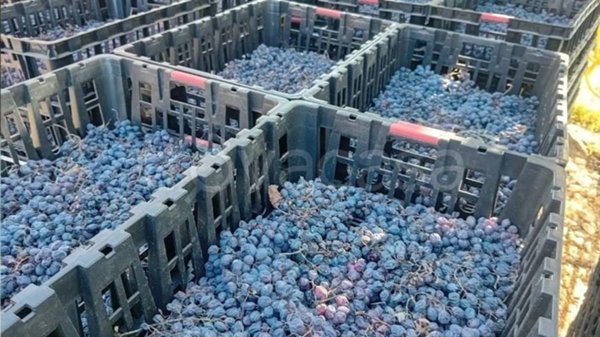 azienda agricola in vendita a San Pietro in Cariano