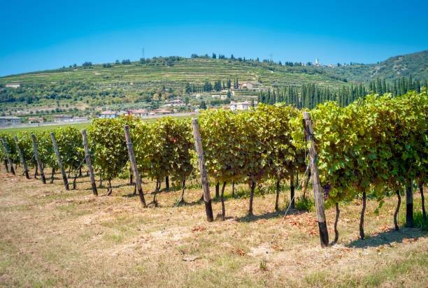 terreno agricolo in vendita a San Pietro in Cariano