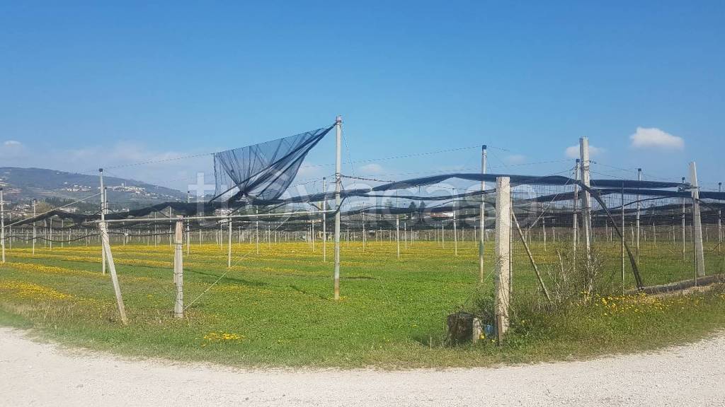 terreno agricolo in vendita a Sant'Ambrogio di Valpolicella