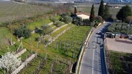 terreno agricolo in vendita a Sant'Ambrogio di Valpolicella