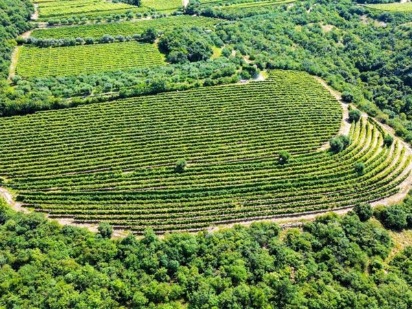 terreno agricolo in vendita a Sant'Ambrogio di Valpolicella in zona Monte