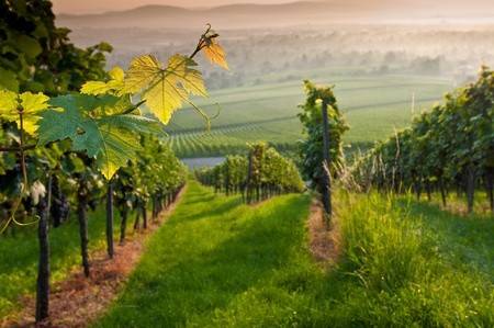 terreno agricolo in vendita a Soave