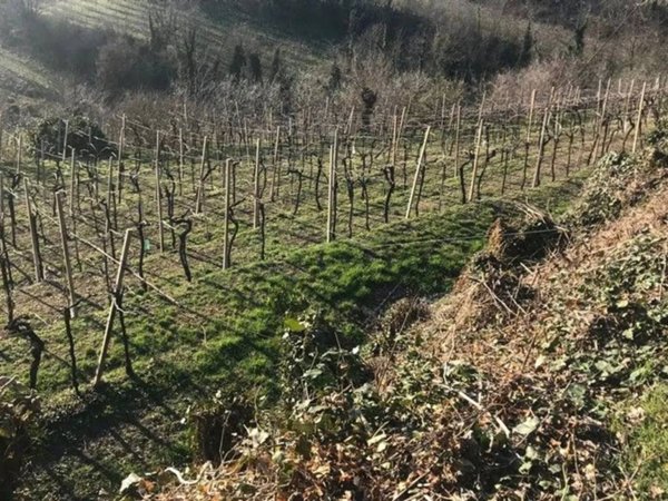 terreno agricolo in vendita a Soave