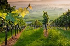 terreno agricolo in vendita a Soave