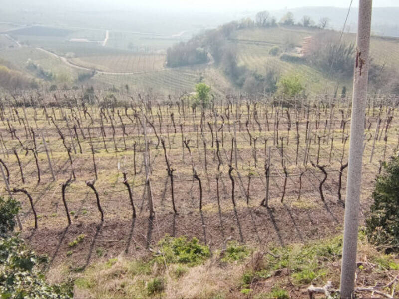 terreno agricolo in vendita a Soave
