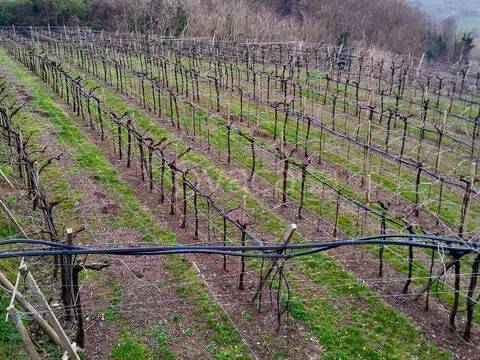 terreno agricolo in vendita a Soave