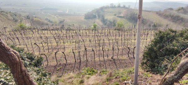 terreno in vendita a Soave in zona Castelletto