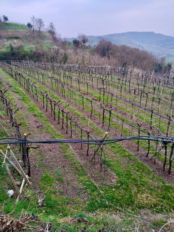 terreno in vendita a Soave in zona Costeggiola