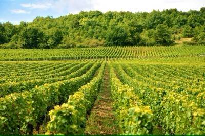 terreno agricolo in vendita a Sommacampagna in zona Custoza