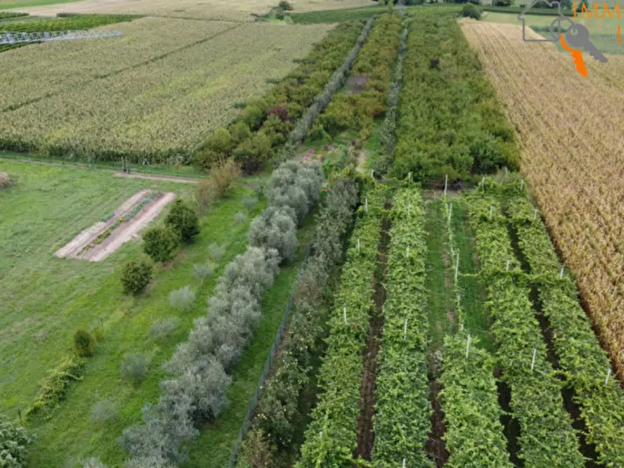 terreno agricolo in vendita a Sommacampagna