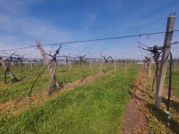 terreno agricolo in vendita a Sona in zona Palazzolo